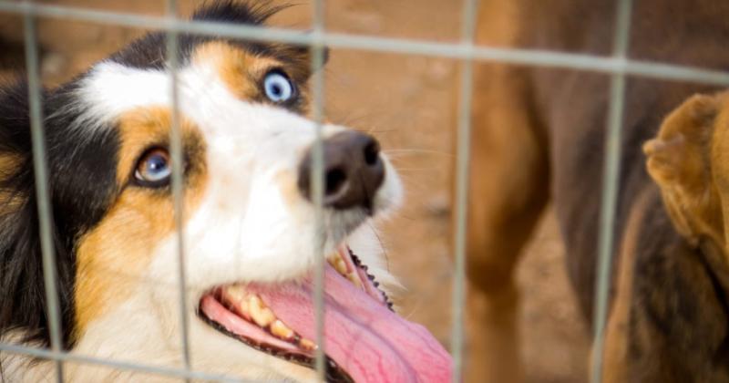 La Dirección de Veterinaria realizar este viernes un nuevo evento en el marco de la campaña de tenencia responsable de mascotas