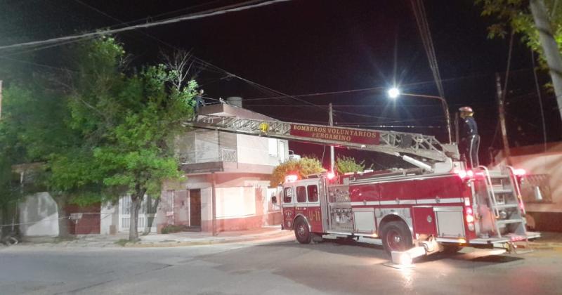 Desplegaron la escalera mecnica para asistir a un gato subido a lo ms alto de una planta