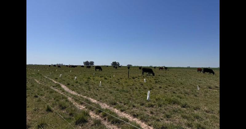 La primera plantación de sauces y algarrobos se hizo en el establecimiento La Lucila en Urquiza