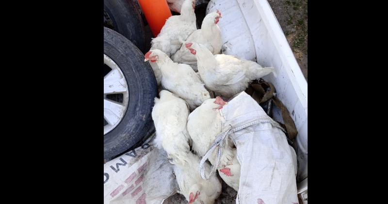 En los allanamientos fueron recuperadas varias gallinas de genética de calidad