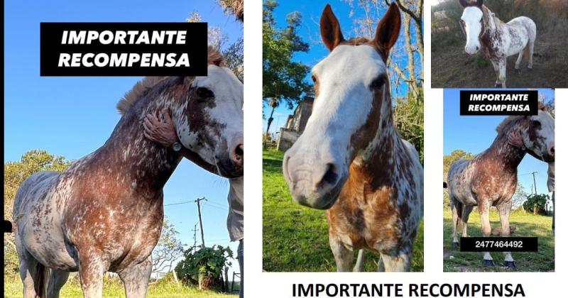 El equino es un overo rosado de 12 años castrado crina y cola blanca anda manco y con tratamiento veterinario por Laminitis