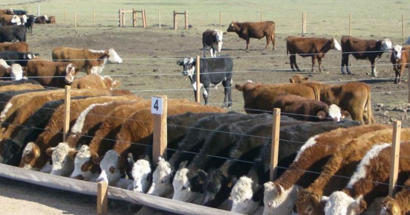 Según  el Senasa en los primeros siete meses de este año pasaron por los feedlots 2800665 animales