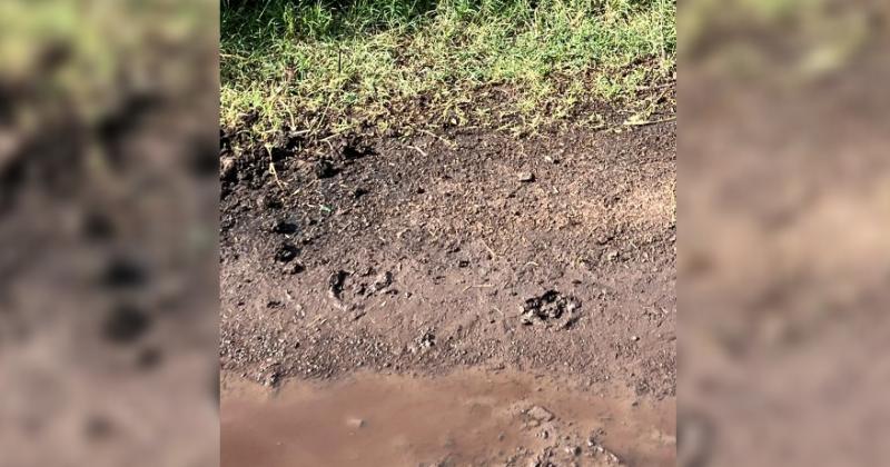 Las pisadas de los animales dejaron marcado el recorrido entre los lotes realizado por los cuatreros