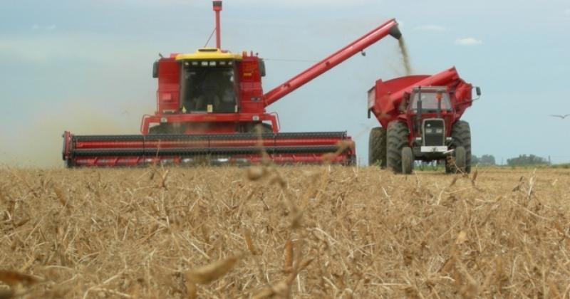 La arveja libera el lote en noviembre y según decida el productor o asesor se puede hacer soja de primera o maíz