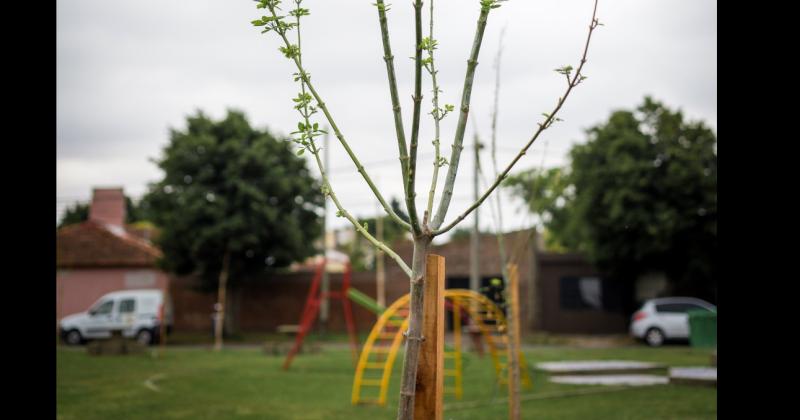 Distintos espacios verdes de Pergamino estn siendo reforestados