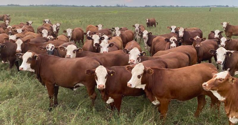 En el último mes las remisiones de vaquillonas a plantas de faena crecieron un 14-en-porciento-