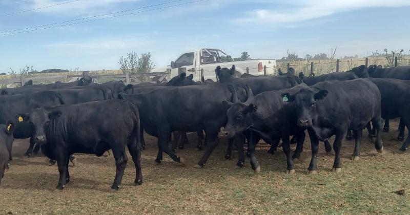 La ganadería en plena zona núcleo es llevada adelante por apasionados