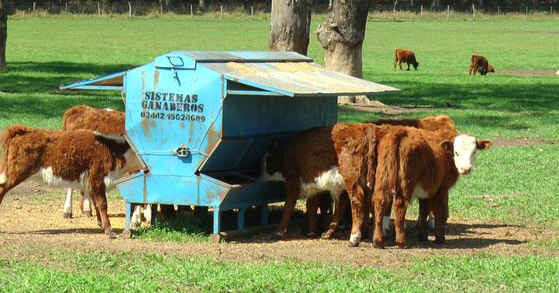 Cuando un animal sufre estrés térmico pierde la capacidad de lidiar con el entorno y contrarrestar las condiciones adversas