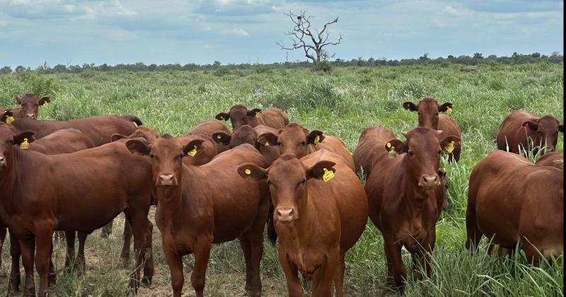 Si bien aún no existen las cifras oficiales de faena de diciembre registrada por las plantas frigoríficas el dato de movimientos de hacienda a los establecimientos resulta un buen indicador