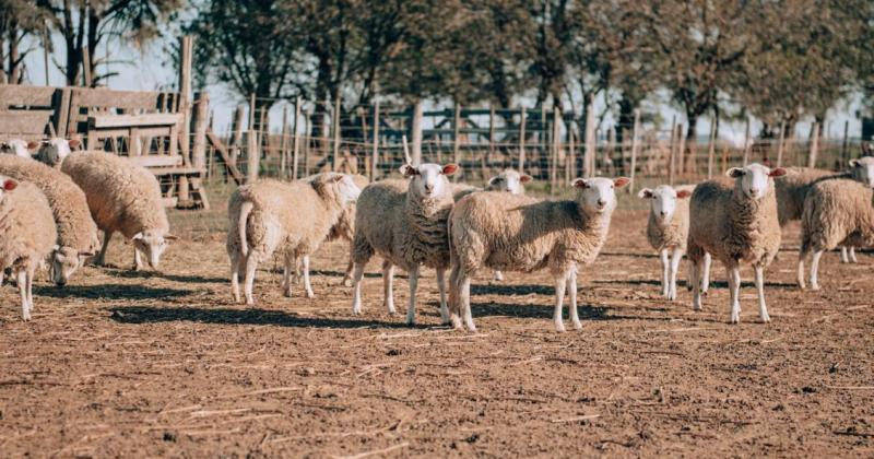 Con 400 ovejas en ordeñe se logra  una producción anual de 50000 litros aproximadamente