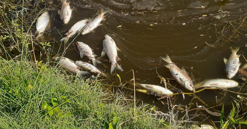 Se tomaron muestras de los peces muertos y del agua para hacer los anlisis correspondientes