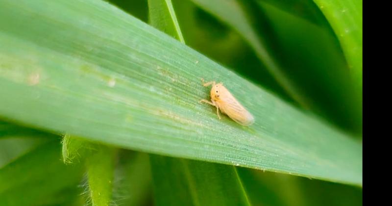 La coexistencia de maíces tempranos transitando la última etapa del cultivo y tardíos en estas regiones enfatiza la necesidad de intensificar las estrategias de prevención