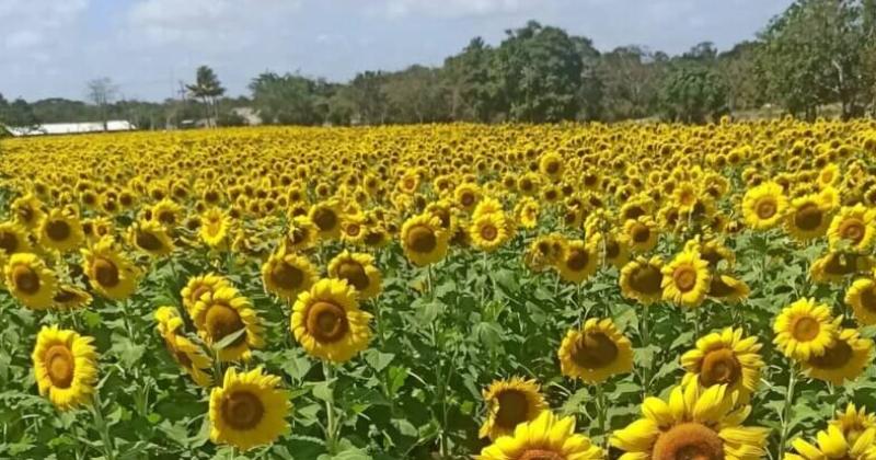 El girasol se presenta como una alternativa interesante que muchos ya han retomado