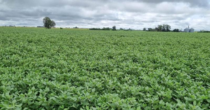 Claramente la falta de lluvias en enero marcó un quiebre en las expectativas y dejó pérdidas concretas