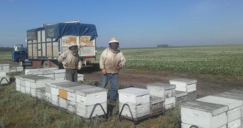 Aseguran que este año se podr sacar unos 35 kilos de miel por colmena