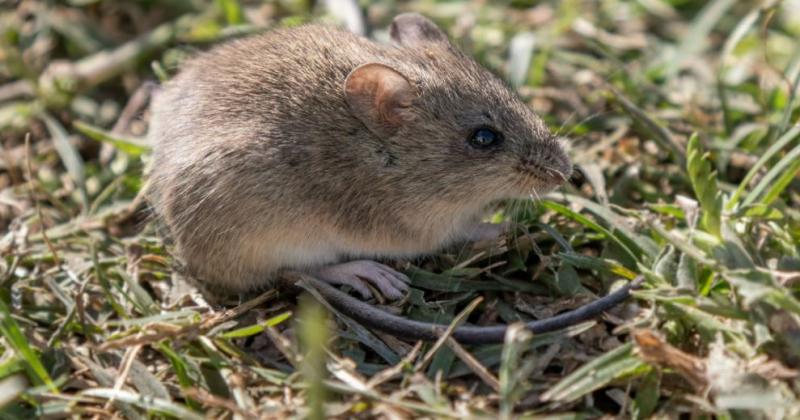 La FHA es una zoonosis viral aguda grave producida por el virus Junín cuyo reservorio son roedores silvestres de la especie Calomys musculinus